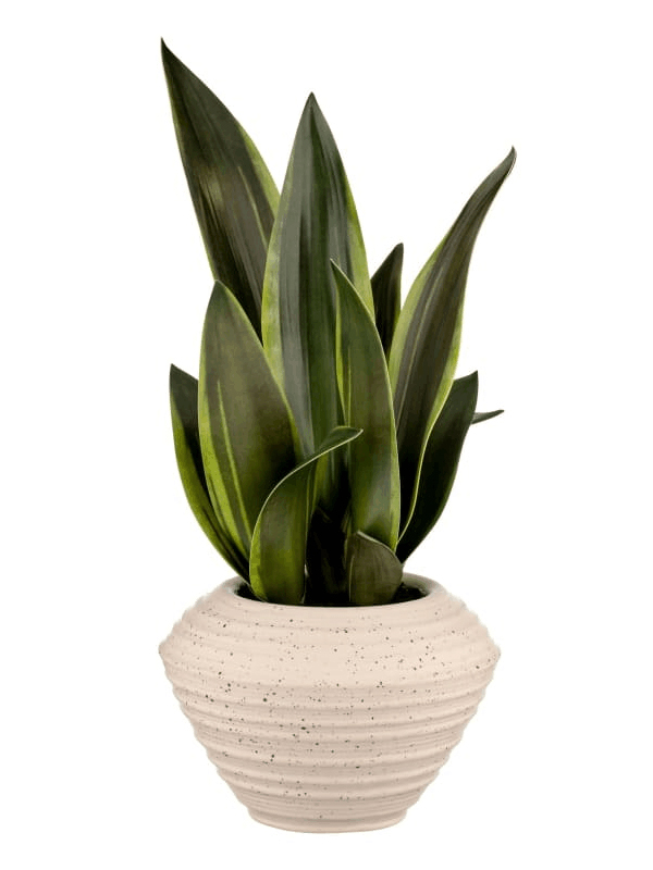 Artificial snake plant in spotted flower pot