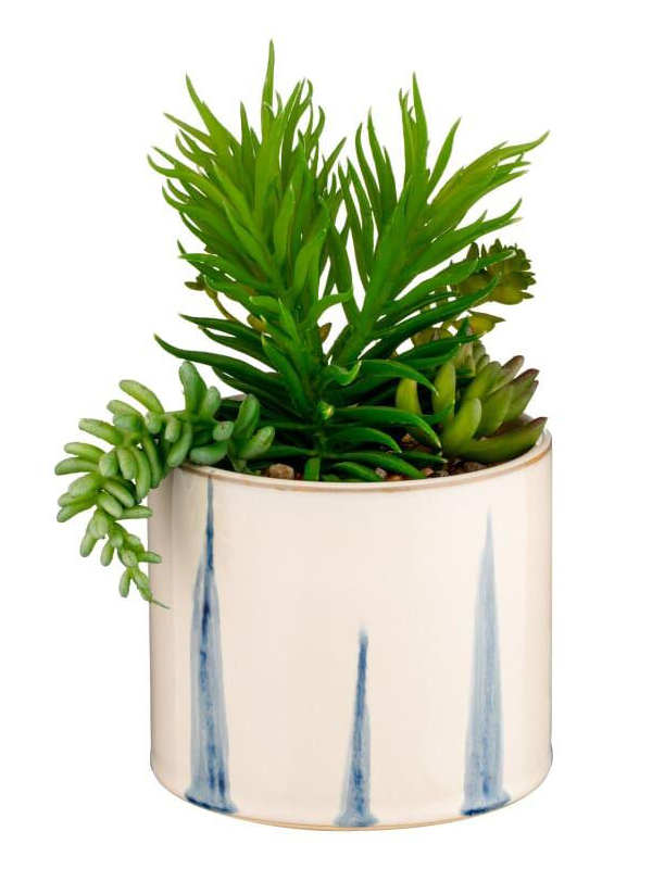 Blue drop pot succulent